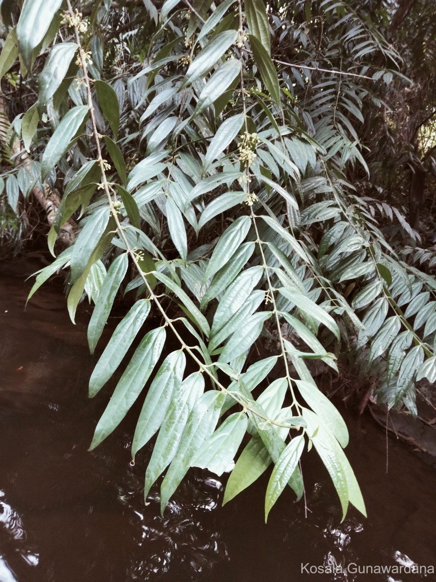 Hortonia angustifolia (Thwaites) Trimen